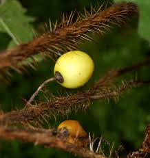 Image result for Solanum aculeatissimum