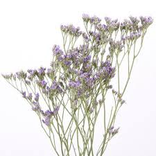 Image result for Limonium