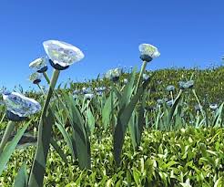 Image result for Pandanus candelabrum