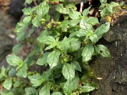 Image result for Parietaria