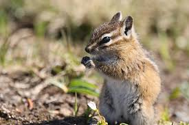Southern utah is a popular tourist destination. Chipmunks