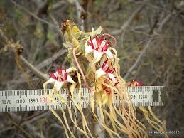 Image result for Strophanthus eminii