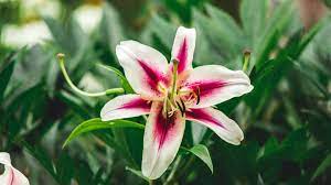 Do stargazer lilies have a meaning? Stargazer Oriental Lily Plant Care Growing Guide