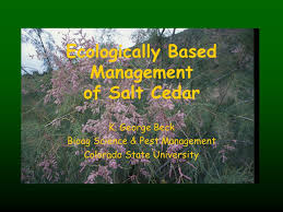 Does anyone have information (literally any information beyond that on the website) about colorado state universitys bioagricultural sciences and pest management ph.d. Ecologically Based Management Of Salt Cedar K George Beck Bioag Science Pest Management Colorado State University Ppt Download