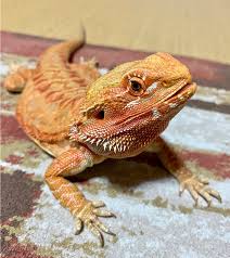 So bearded dragon coloring page will assist your kid with bettering see the world you dont have to pay cash to download the coloring pages. Can This Difficult Time Also Be An Opportunity For Your Family Bilingual Monkeys