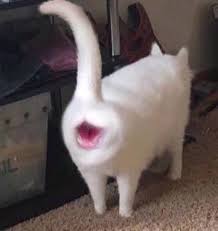 Сфоткал чихающего кота - ЯПлакалъ