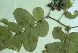 Image result for Globimetula mweroensis