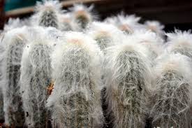 Matthew gray gubler is genius, simply genius, and no, i am not getting him confused with his character on criminal minds. 10 Coolest Cacti On Earth