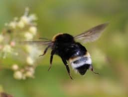 Image result for Bombus vestalis