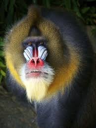 Mandrillus Sphinx Mandrill Baboon Monkey Mandrill Animal Faces Animals