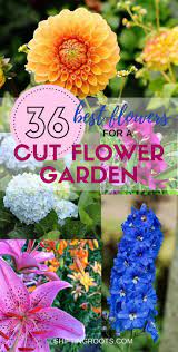 The flower plumes start shooting up weeks before the flowers actually open and remain attractive weeks afterward. Pin On Gardens