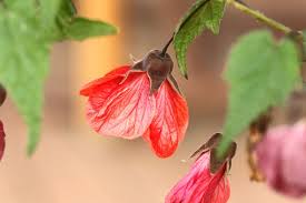 Image result for Abutilon austro-africanum