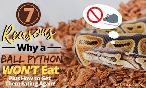 Sep 21, 2020 · with smaller ball pythons, you should feed them more often than older and larger ball pythons. Ball Python Won T Eat Here S 7 Possible Reasons How To Fix Them Fast