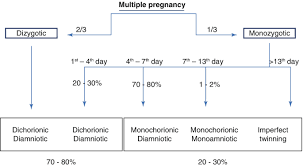 Image result for Multiple Gestation