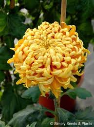 Chrysanthemum Orange Allouise Th Bright Orange Sister Variety To This Well Known Bloom Chrysanthemum Garden Flower Beds Chrysanthemum Flower Garden