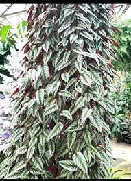 Image result for Cissus