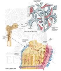Long bone diagram unlabeled : Architecture Of Bone
