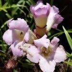 Image result for Aframomum alboviolaceum