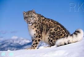 The french football team earned the 1998 world cup. What Is The National Animal Of Bhutan Blurtit