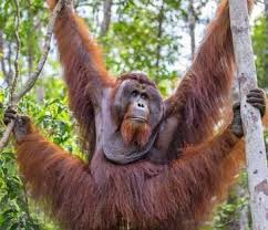 Indonesia Central Kalimatan Photographic Print Nigel Pavitt Art Com In 2020 Orangutan Incredible Creatures Animals And Pets