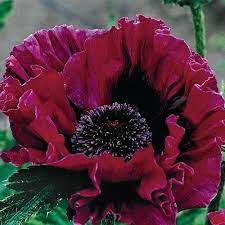 Pin By Eva Rouwhorst On Flowers To Buy For The Garden Poppy Flower Amazing Flowers Poppies