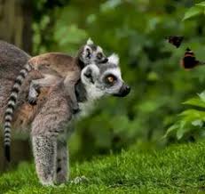 75 Lemurs ideas