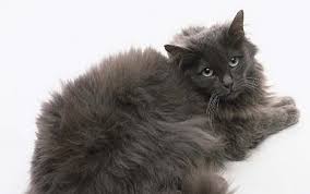 These felines are known for being affectionate. Cat Breeds Chantilly Tiffany Cat Characteristics And Personality Dogalize