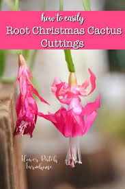 Find great deals on new items shipped from stores to your door. Easy How To Root Christmas Cactus Plant Flower Patch Farmhouse