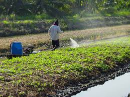 This is achieved by means of various management methods which reduces the use of chemical pesticides. Chemical Control Ipm Info