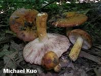 Image result for Russula foetentula