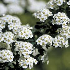 Image result for Spiraea