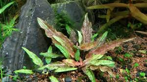 Cryptocoryne wendtii is a plant that is native to the island nation of sri lanka. Cryptocoryne Wendtii Green Gecko 1 Bund Top Raritat Amazon De Haustier