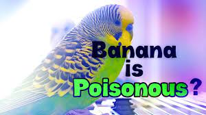 Banana Is Poisonous For Budgies Budgie Questions Answers Youtube