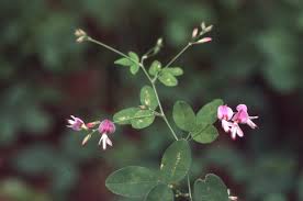 Image result for Vigna frutescens