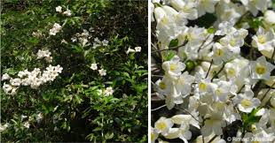 Image result for Rothmannia fischeri