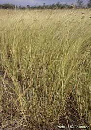 Image result for Bothriochloa bladhii