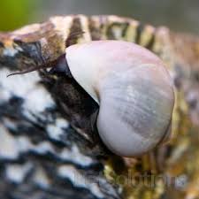 Blue Mystery Snail Http Www Petsolutions Com C Freshwater Invertebrates I Blue Mystery Snail Aspx Scientific Name Pomacea Bridgesii Ease Of Care Easy