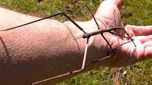 At the end of the film, when the circus bugs leave ant island, slim rides on the back of the circus wagon since francis helps mannycarry heimlich. Stunning Stick Insect Deja Vous Proof Of Alien Life Youtube