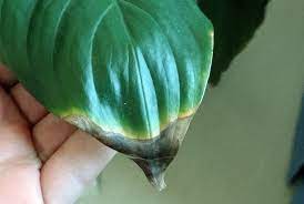 Why Do Houseplant Leaves Turn Brown On The Tips The Plant Guide Plant Leaves Turning Brown House Plants Plants