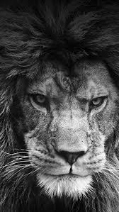 Cool Fond D Ecran Iphone Hd Iphone 7 8445 Animals Beautiful Animals Animals Wild