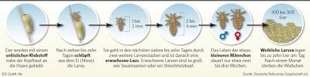 Vor allem kinder bringen läuse häufig aus dem kindergarten oder der schule mit nach hause. Lausealarm Bei Heidi Klum Kopflause Mogen S Gerne Frisch Gewaschen Panorama Stuttgarter Zeitung