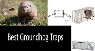 Place the bait right at the end of the trap, so groundhogs must walk the entire distance. Best Groundhog Traps In 2021 Sturdy And Robust Design Buyer S Guide