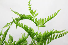 Image result for Pteris dentata