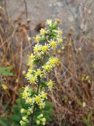 Image result for Gyrodoma hispida