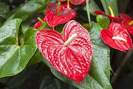Anthurium Is Fussy But Worth The Effort Anthurium Plant Anthurium Flamingo Flower