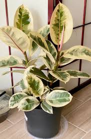 Image result for Ficus elastica