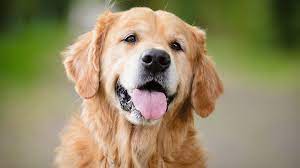Golden Retriever Conheca Tudo Sobre A Raca Doghero