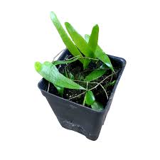 Image result for Pyrrosia rhodesiana