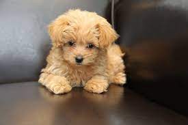 If your dog is not too hairy, consider keeping the fur on the face shorter than on the body. Pin On Cute Girls Hairstyles Photos