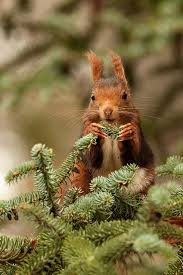 Retiro Park Squirrel Madrid By Dynomatik Photos Animals Beautiful Cute Animals Cute Squirrel